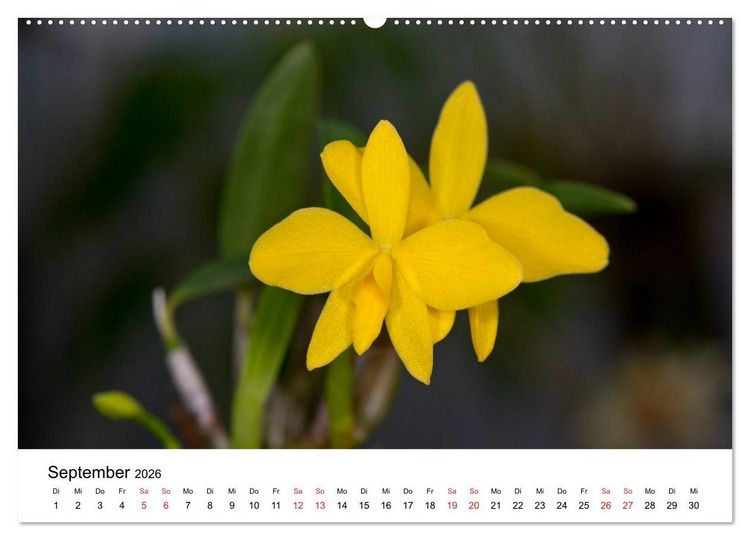 Produktbild: Vielfalt der Orchideen (Wandkalender 2026 DIN A2 quer), CALVENDO Monatskalender