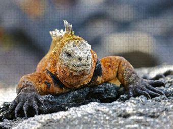 Produktbild: CALVENDO Puzzle Gal&aacute;pagos-Meerechse | 1000 Teile Lege-Gr&ouml;&szlig;e 64x48cm Foto-Puzzle f&uuml;r gl&uuml;ckliche Stunden