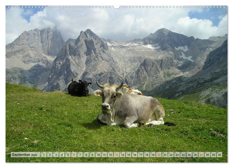 Produktbild: Gl&uuml;ckliche K&uuml;he auf saftigen Wiesen (Wandkalender 2026 DIN A2 quer), CALVENDO Monatskalender