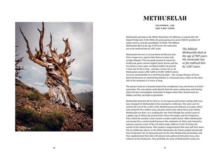 Produktbild: The History Trees