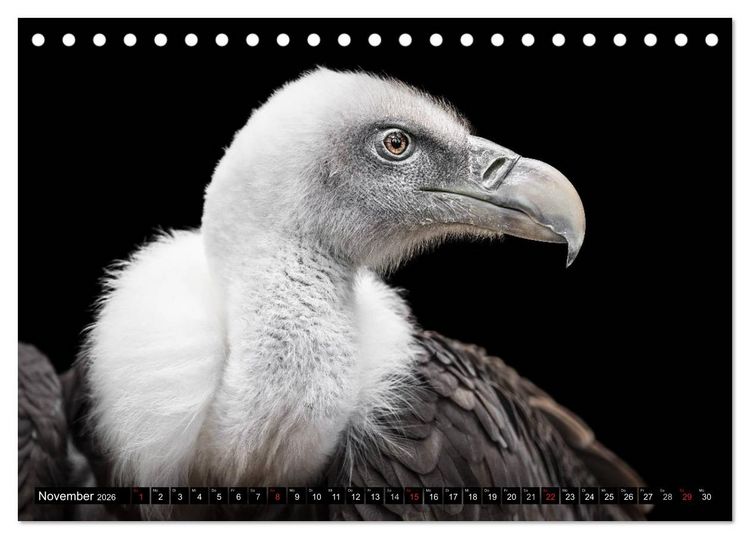 Produktbild: Greifv&ouml;gel und Eulen (Tischkalender 2026 DIN A5 quer), CALVENDO Monatskalender
