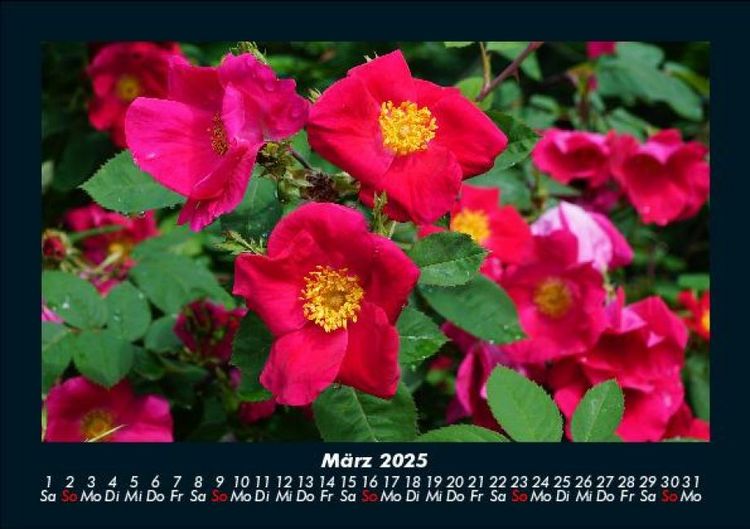 Produktbild: Blumentr&auml;ume 2025 Fotokalender DIN A5