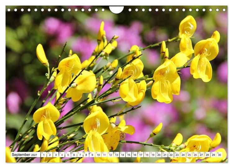 Produktbild: Bl&uuml;tenzauber auf Madeira. Wildblumen und Ziergew&auml;chse (Wandkalender 2027 DIN A4 quer), CALVENDO Monatskalender