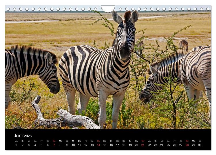 Produktbild: Namibias Tiere: von gro&szlig; bis klein (Wandkalender 2026 DIN A4 quer), CALVENDO Monatskalender