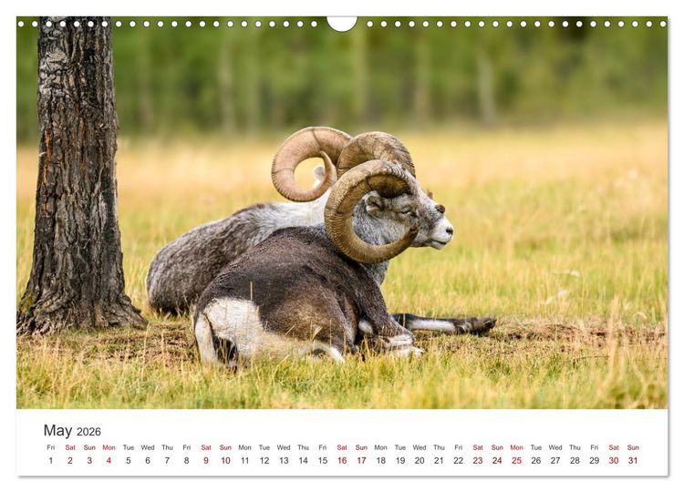 Produktbild: Yukon Wild (Wall Calendar 2026 DIN A3 landscape), CALVENDO 12 Month Wall Calendar