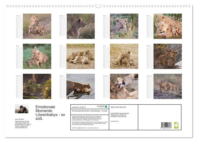 Produktbild: Emotionale Momente: L&ouml;wenbabys - so s&uuml;&szlig;. (Wandkalender 2026 DIN A2 quer), CALVENDO Monatskalender