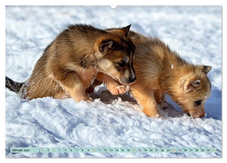 Produktbild: Huskies - Tolle Gef&auml;hrten (Wandkalender 2026 DIN A2 quer), CALVENDO Monatskalender
