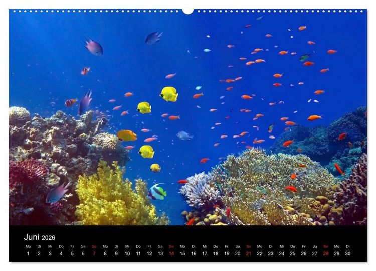Produktbild: Riffleben - Einfach mal abtauchen (Wandkalender 2026 DIN A2 quer), CALVENDO Monatskalender