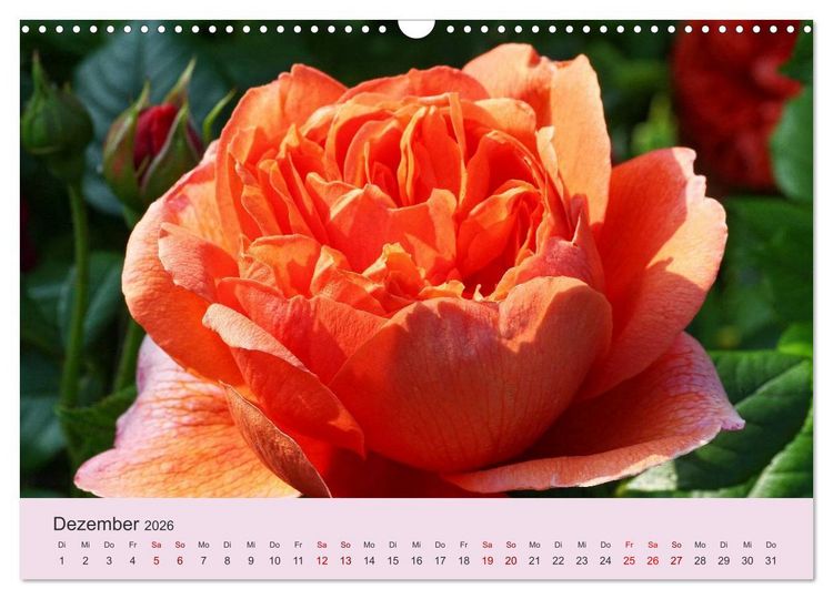 Produktbild: Rosen Reigen im Garten (Wandkalender 2026 DIN A3 quer), CALVENDO Monatskalender