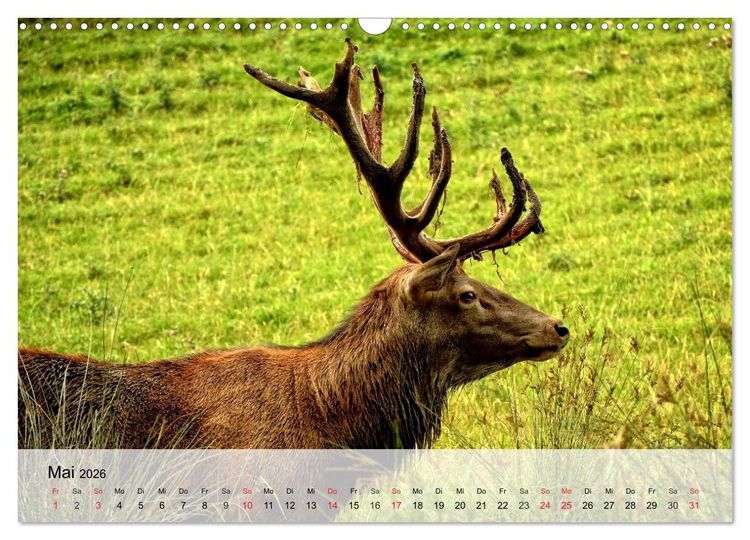 Produktbild: Rotwild. Edle Hirsche, stolze K&uuml;he (Wandkalender 2026 DIN A3 quer), CALVENDO Monatskalender