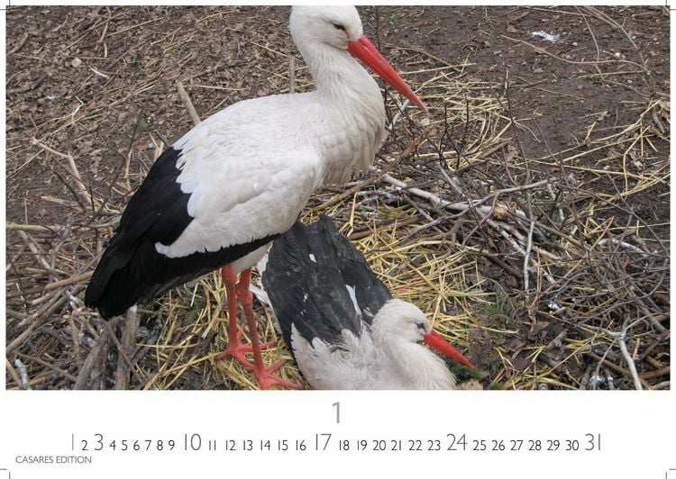 Produktbild: St&ouml;rche Kalender 2027 &ndash; Wandkalender | Fotokalender Tierkalender 35x50cm Grosses Format - Inspirierende Storch-Motive f&uuml;r Natur- und Tierkalenderliebhaber.