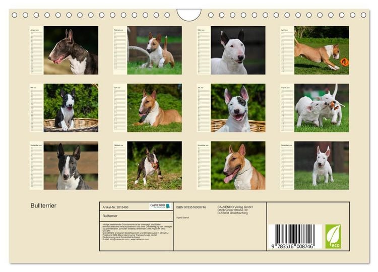 Produktbild: Bullterrier (Wandkalender 2026 DIN A4 quer), CALVENDO Monatskalender