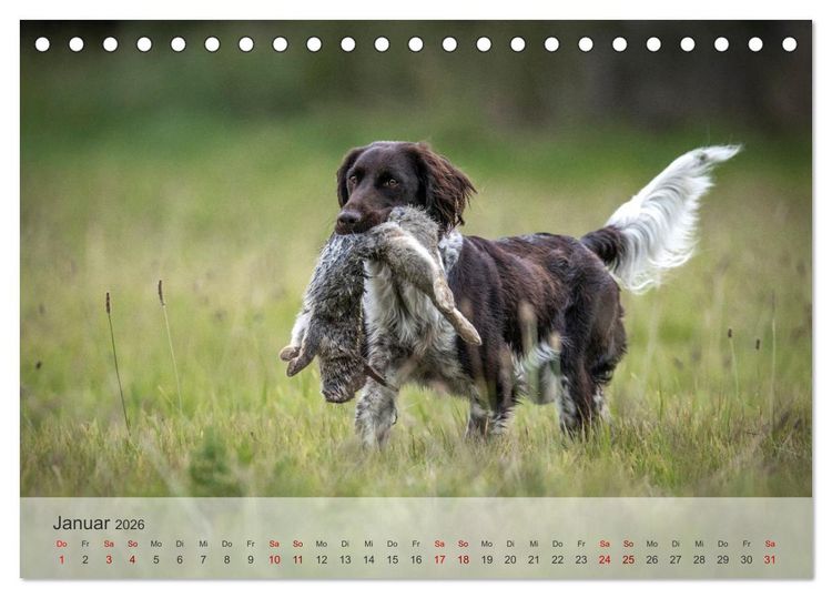 Produktbild: Treue Jagdgef&auml;hrten Der kleine M&uuml;nsterl&auml;nder (Tischkalender 2026 DIN A5 quer), CALVENDO Monatskalender