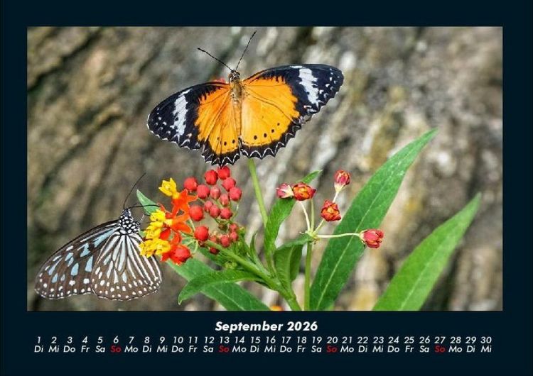 Produktbild: Bunte Pracht der Schmetterlinge 2026 Fotokalender DIN A4