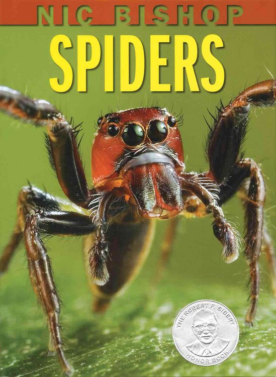 Produktbild: Nic Bishop: Spiders