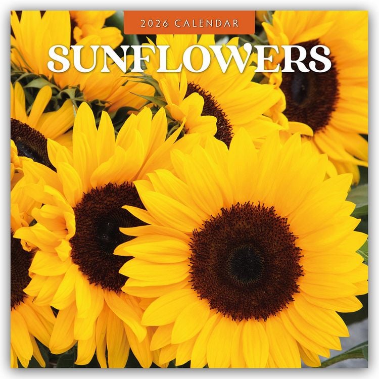 Produktbild: Sunflowers – Sonnenblumen 2026 – 16-Monatskalender