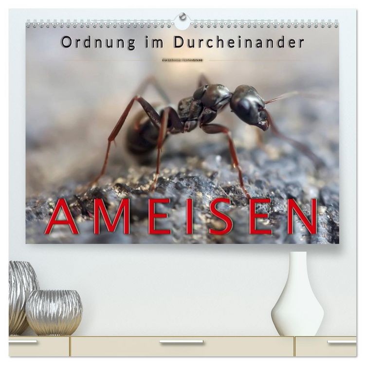Produktbild: Ameisen - Ordnung im Durcheinander (hochwertiger Premium Wandkalender 2026 DIN A2 quer), Kunstdruck in Hochglanz