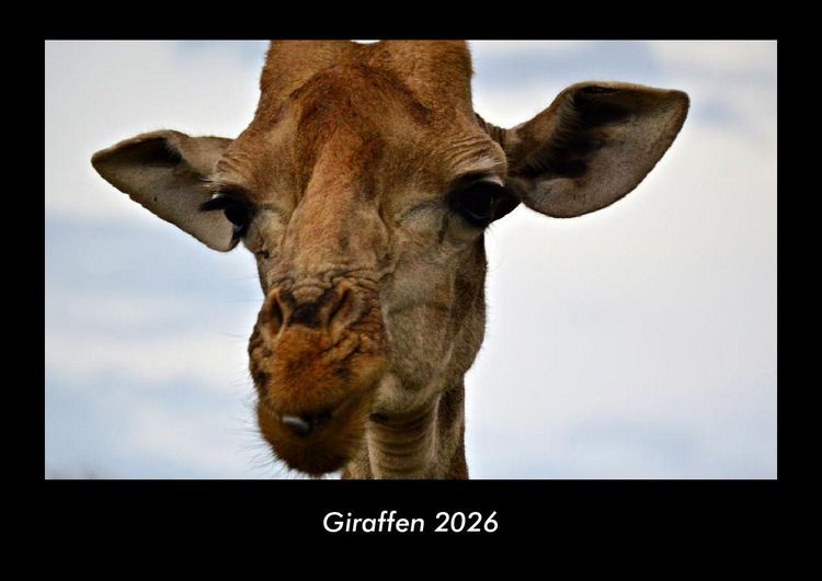 Produktbild: Giraffen 2026 Fotokalender DIN A3