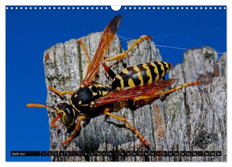 Produktbild: Abneigung und Ekel. Die unbeliebtesten Tiere (Wandkalender 2027 DIN A3 quer), CALVENDO Monatskalender