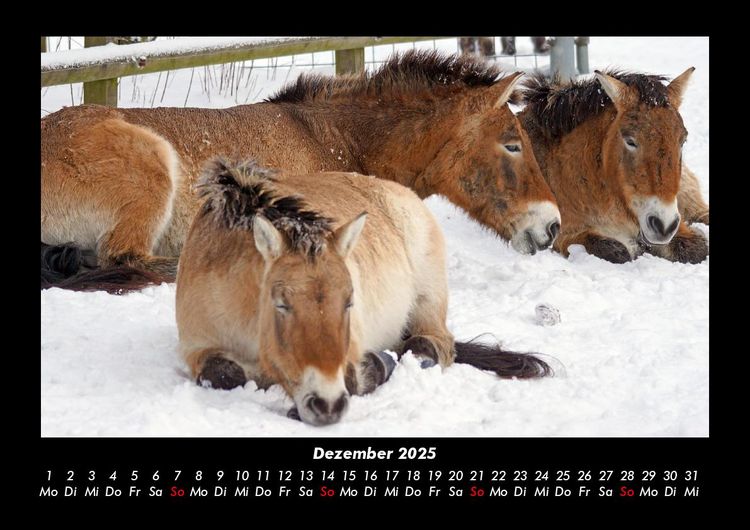 Produktbild: Die Welt der Pferde 2025 Fotokalender DIN A3