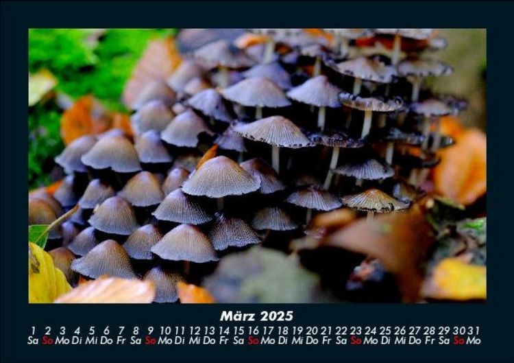 Produktbild: Pilzkalender 2025 Fotokalender DIN A5