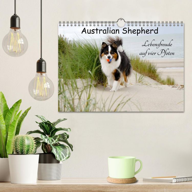 Produktbild: Australian Shepherd - Lebensfreude auf vier Pfoten (Wandkalender 2026 DIN A4 quer), CALVENDO Monatskalender
