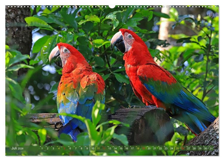 Produktbild: Aras im Pantanal (hochwertiger Premium Wandkalender 2026 DIN A2 quer), Kunstdruck in Hochglanz