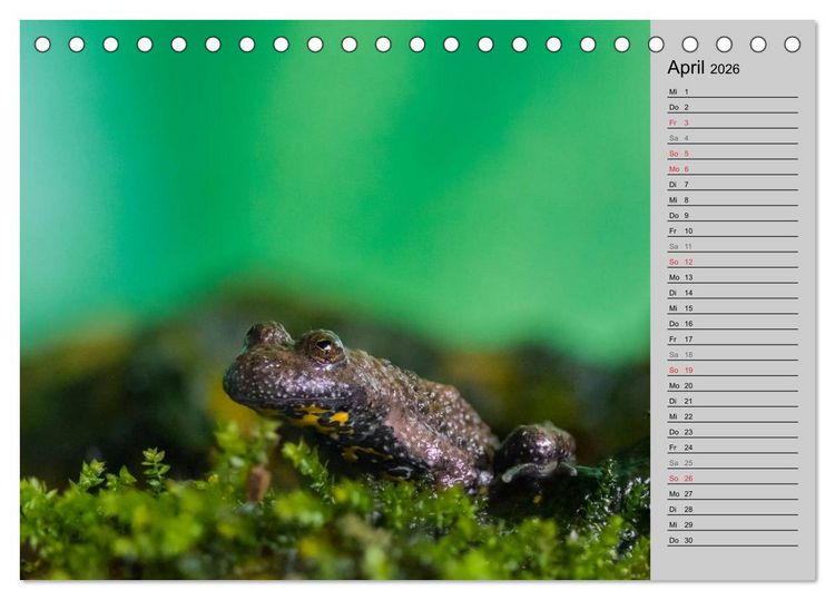 Produktbild: Salamander und Co. (Tischkalender 2026 DIN A5 quer), CALVENDO Monatskalender