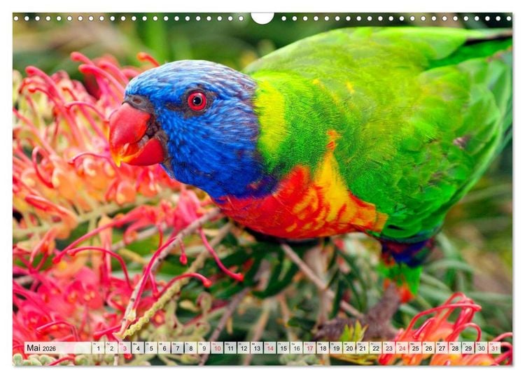 Produktbild: SYDNEY Australiens Traummetropole (Wandkalender 2026 DIN A3 quer), CALVENDO Monatskalender