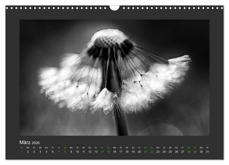 Produktbild: Pflanzen in Schwarz und Wei&szlig; (Wandkalender 2026 DIN A3 quer), CALVENDO Monatskalender