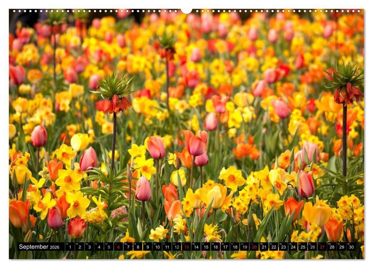 Produktbild: Tulpen (hochwertiger Premium Wandkalender 2026 DIN A2 quer), Kunstdruck in Hochglanz