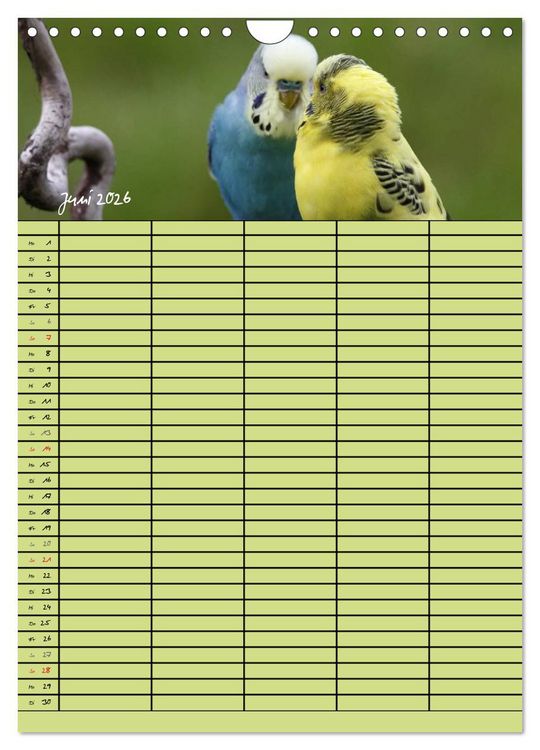 Produktbild: Der Wellensittich-Familienplaner (Wandkalender 2026 DIN A4 hoch), CALVENDO Monatskalender