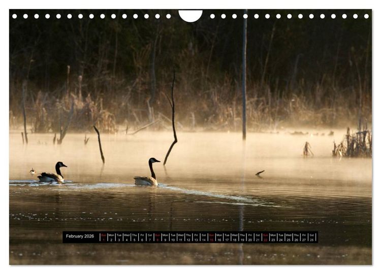 Produktbild: CANADA GOOSE / UK-Version (Wall Calendar 2026 DIN A4 landscape), CALVENDO 12 Month Wall Calendar