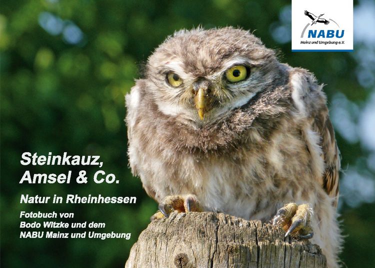 Produktbild: Steinkauz, Amsel & Co.
