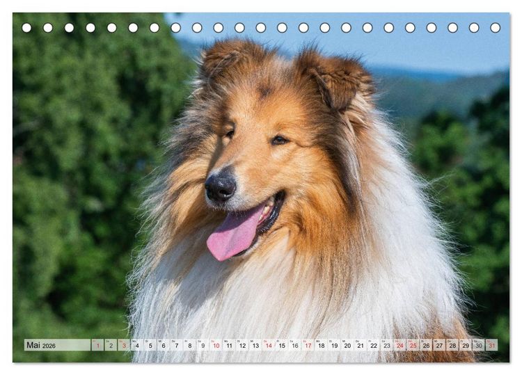 Produktbild: Collie - Das Gl&uuml;ck hat 4 Pfoten (Tischkalender 2026 DIN A5 quer), CALVENDO Monatskalender