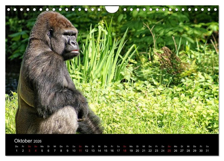 Produktbild: Gorillas - Die sanften Wilden (Wandkalender 2026 DIN A4 quer), CALVENDO Monatskalender