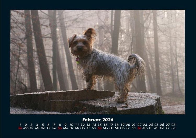 Produktbild: Hundezauber 2026 Fotokalender DIN A4