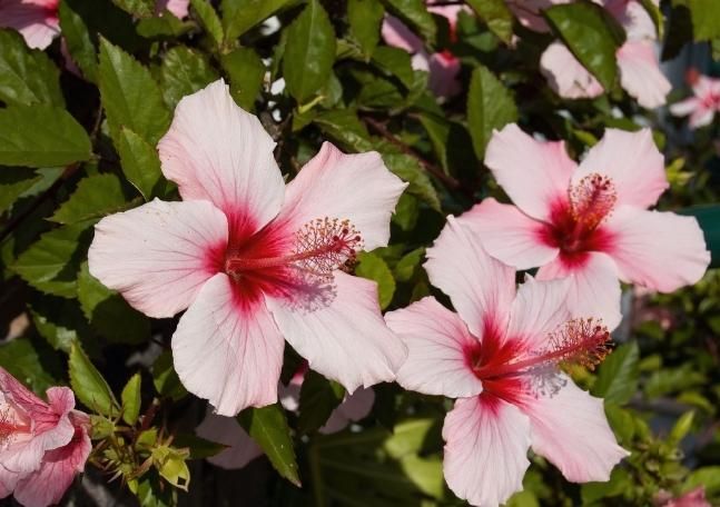 Produktbild: Madeiras Blumenwelt (Tischaufsteller DIN A5 quer)