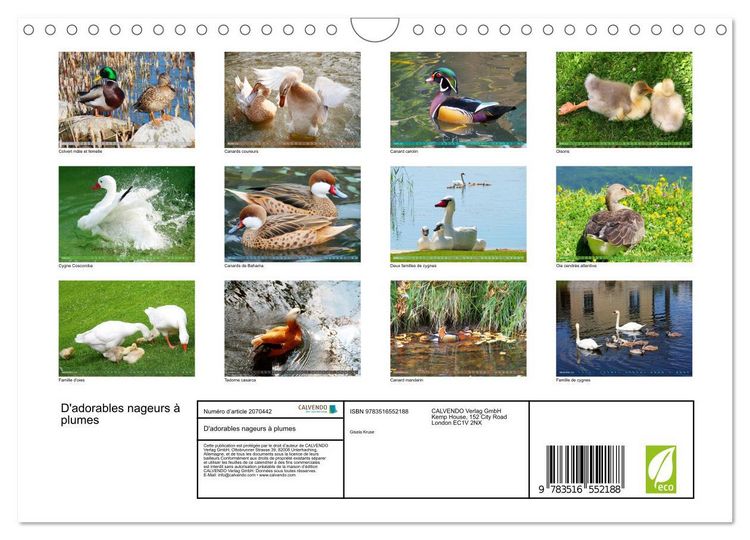 Produktbild: D'adorables nageurs &agrave; plumes (Calendrier mural 2026 DIN A4 vertical), CALVENDO calendrier mensuel