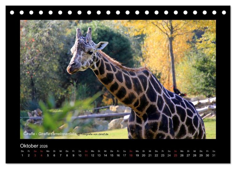 Produktbild: Wildtiere (Tischkalender 2026 DIN A5 quer), CALVENDO Monatskalender