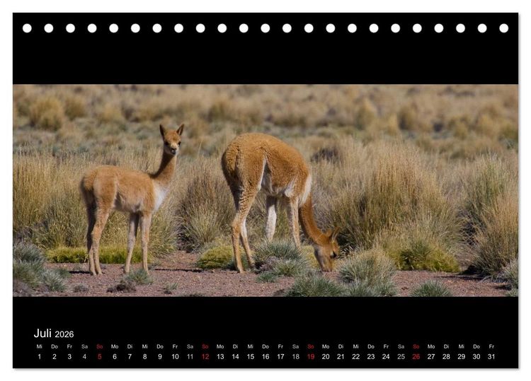 Produktbild: Peru & Bolivien - Land der Inka (Tischkalender 2026 DIN A5 quer), CALVENDO Monatskalender