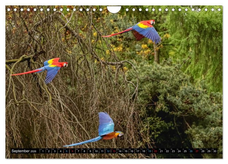 Produktbild: Fantastische V&ouml;gel (Wandkalender 2026 DIN A4 quer), CALVENDO Monatskalender