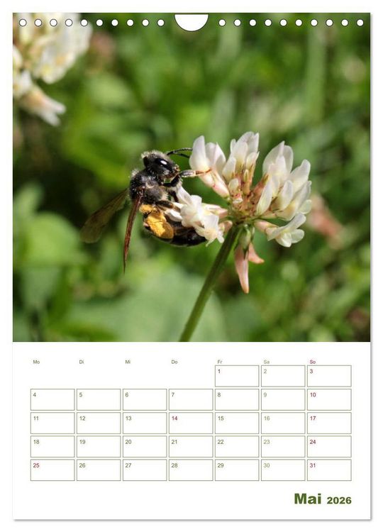 Produktbild: Wildbienen-Terminplaner 2026 (Wandkalender 2026 DIN A4 hoch), CALVENDO Monatskalender