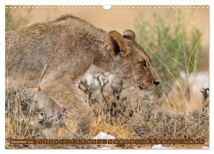 Produktbild: Lions of Southern Africa (Wall Calendar 2026 DIN A3 landscape), CALVENDO 12 Month Wall Calendar