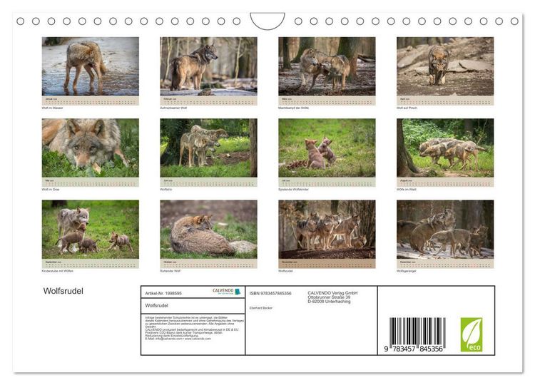 Produktbild: Wolfsrudel (Wandkalender 2026 DIN A4 quer), CALVENDO Monatskalender
