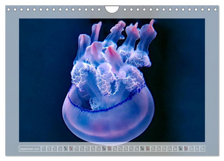 Produktbild: In the world of the medusae (Wall Calendar 2026 DIN A4 landscape), CALVENDO 12 Month Wall Calendar