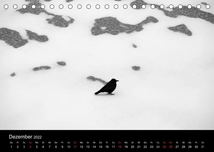 Produktbild: Kieler V&ouml;gel (Tischkalender 2022 DIN A5 quer)