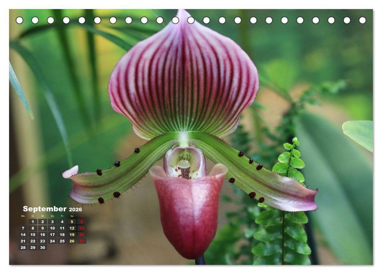 Produktbild: Pr&auml;chtige Orchideen (Tischkalender 2026 DIN A5 quer), CALVENDO Monatskalender