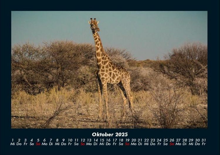 Produktbild: Giraffen 2025 Fotokalender DIN A4