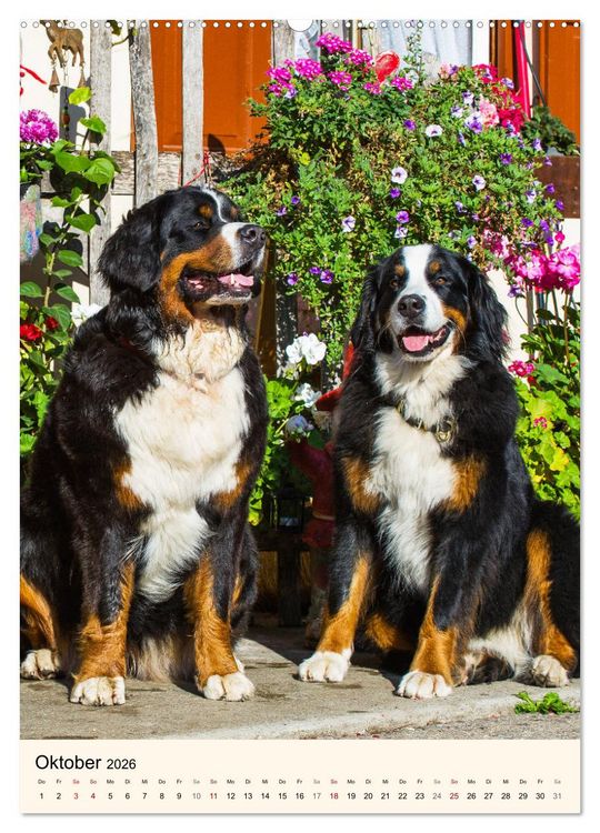 Produktbild: Die sch&ouml;nste Rasse der Welt - Berner Sennenhund (Wandkalender 2026 DIN A2 hoch), CALVENDO Monatskalender